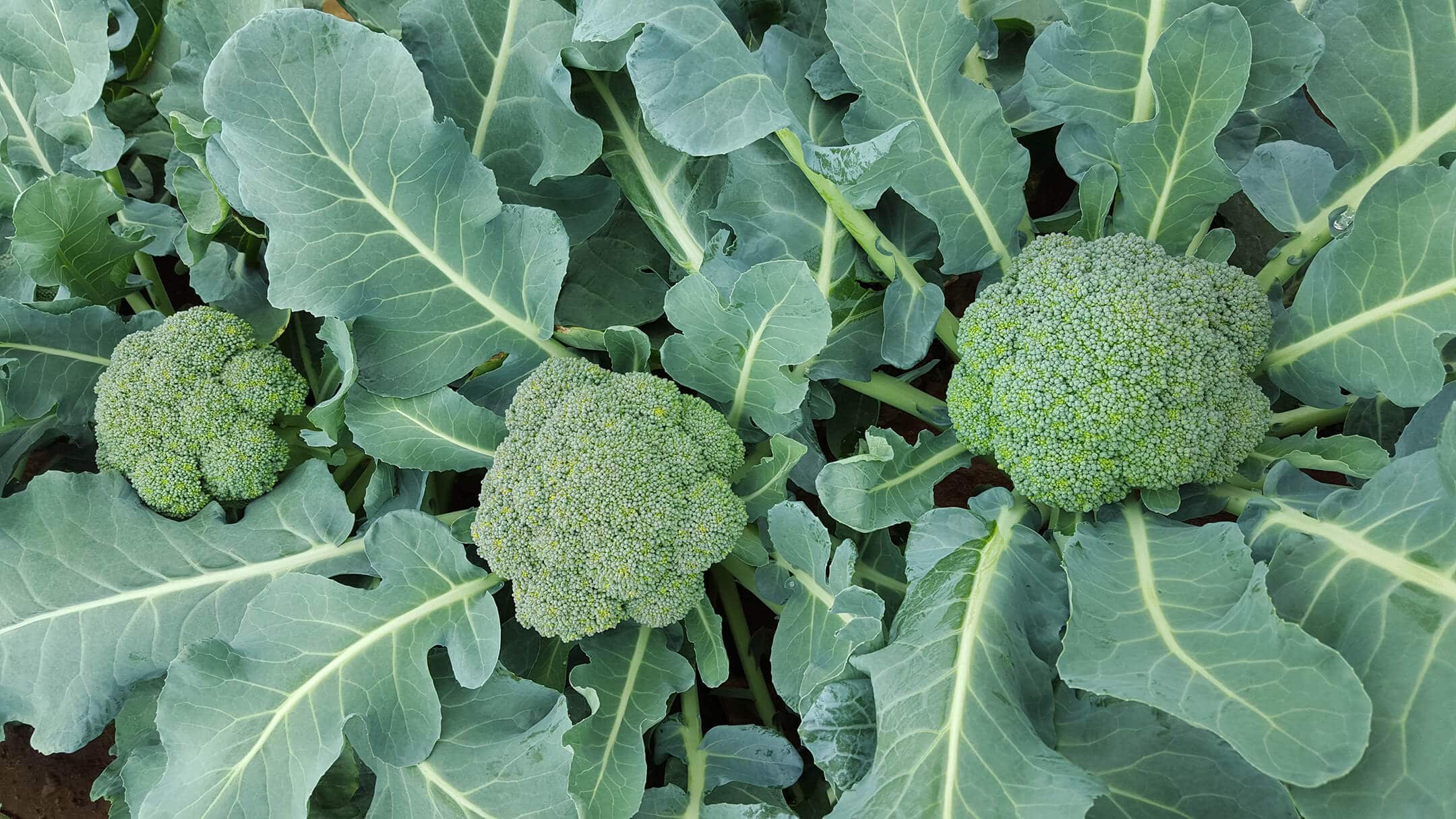 Asteroid Broccoli (Treated Seed)