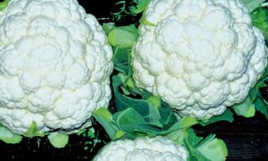 Absolute Cauliflower (Treated Seed)