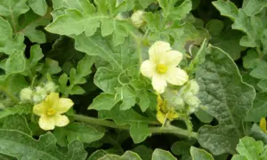 Accomplice Pollinator (Treated Seed)