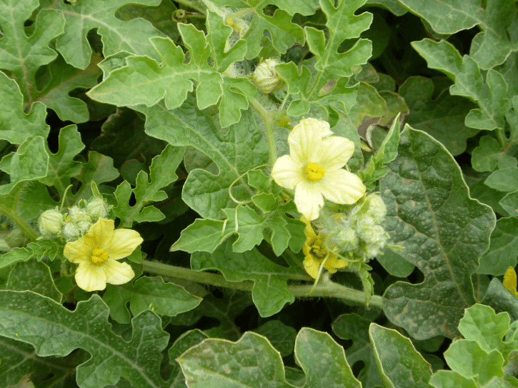 Accomplice Pollinator (Treated Seed)