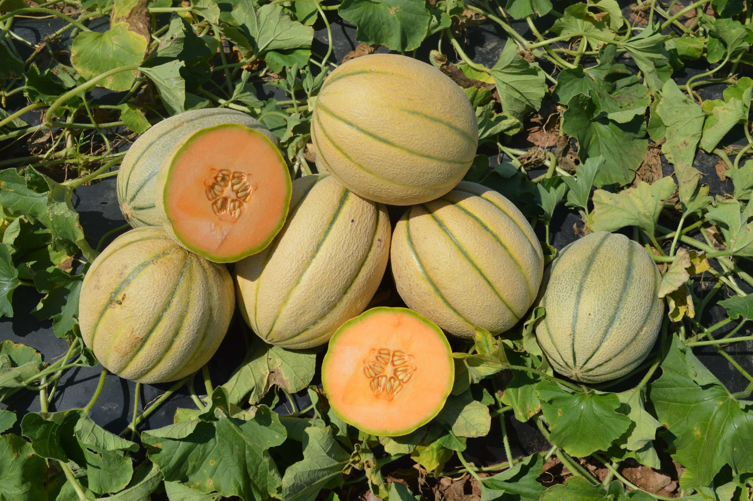 Afterglow Cantaloupe (Treated)