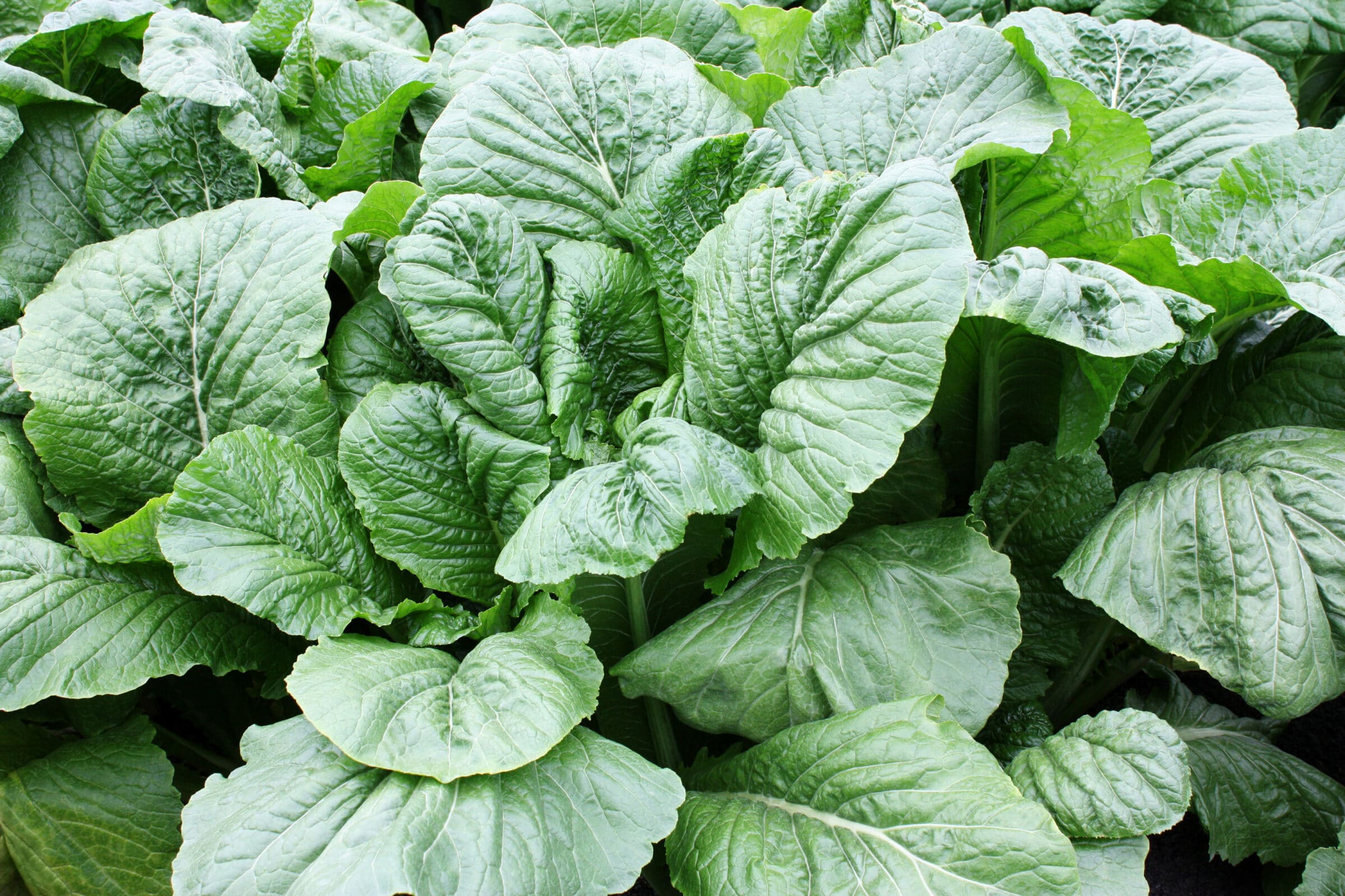 Alamo Turnip (Treated Seed)