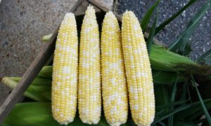 Allure Sweet Corn (Cruiser Treated)