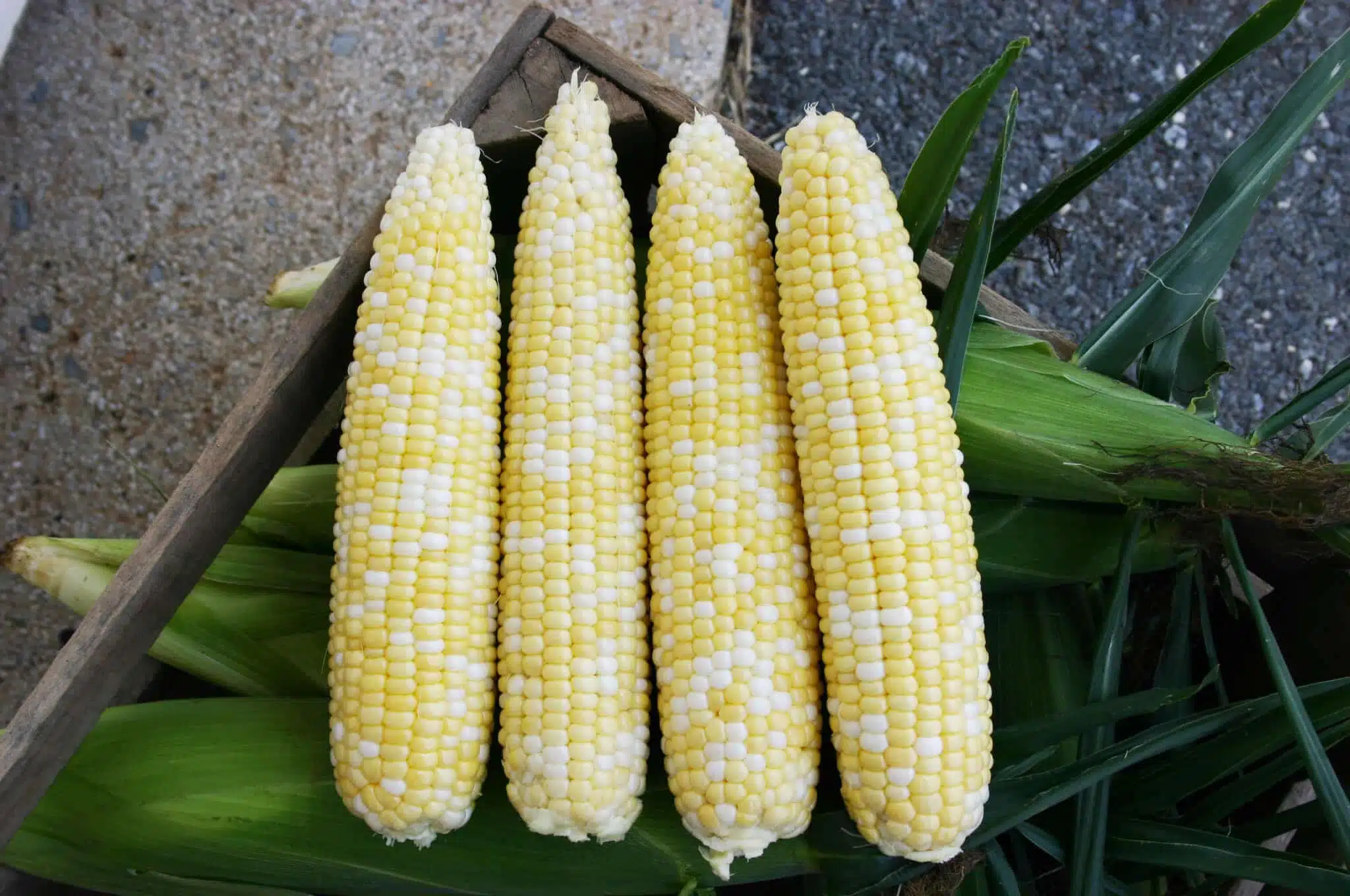 Allure Sweet Corn (Cruiser Treated)