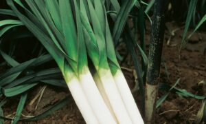 American Flag Leek (Treated Seed)