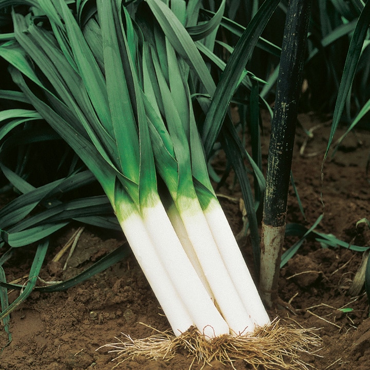 American Flag Leek (Treated Seed)