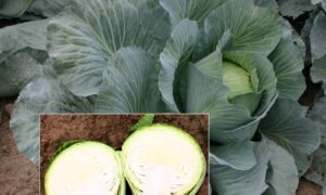 Amtrak Cabbage (Treated Seed)