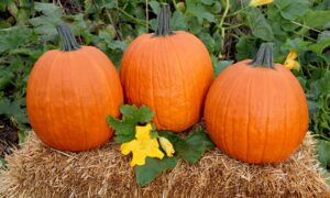 Apollo Pumpkin (Farmore)