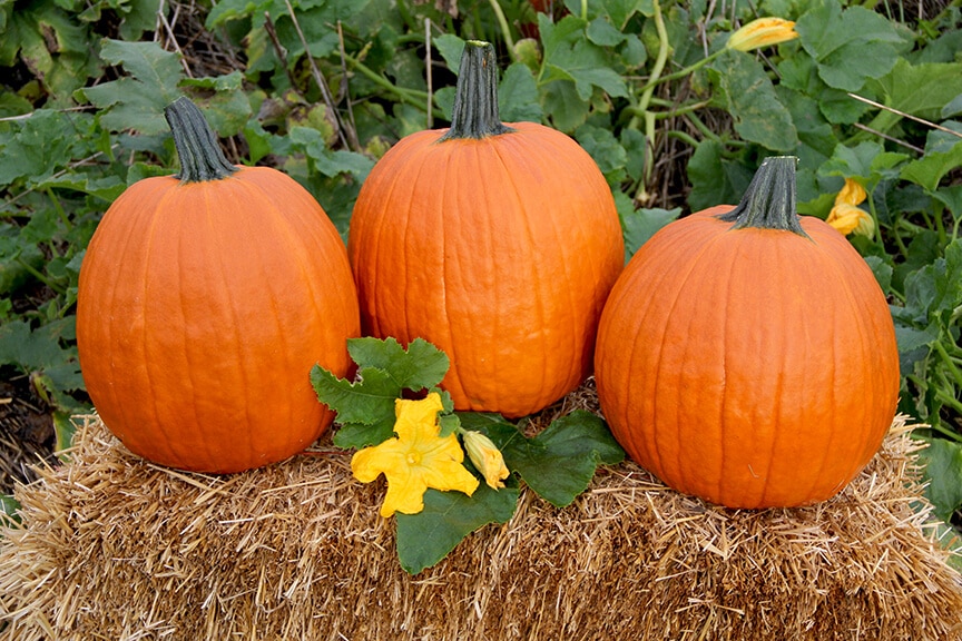 Apollo Pumpkin (Farmore)