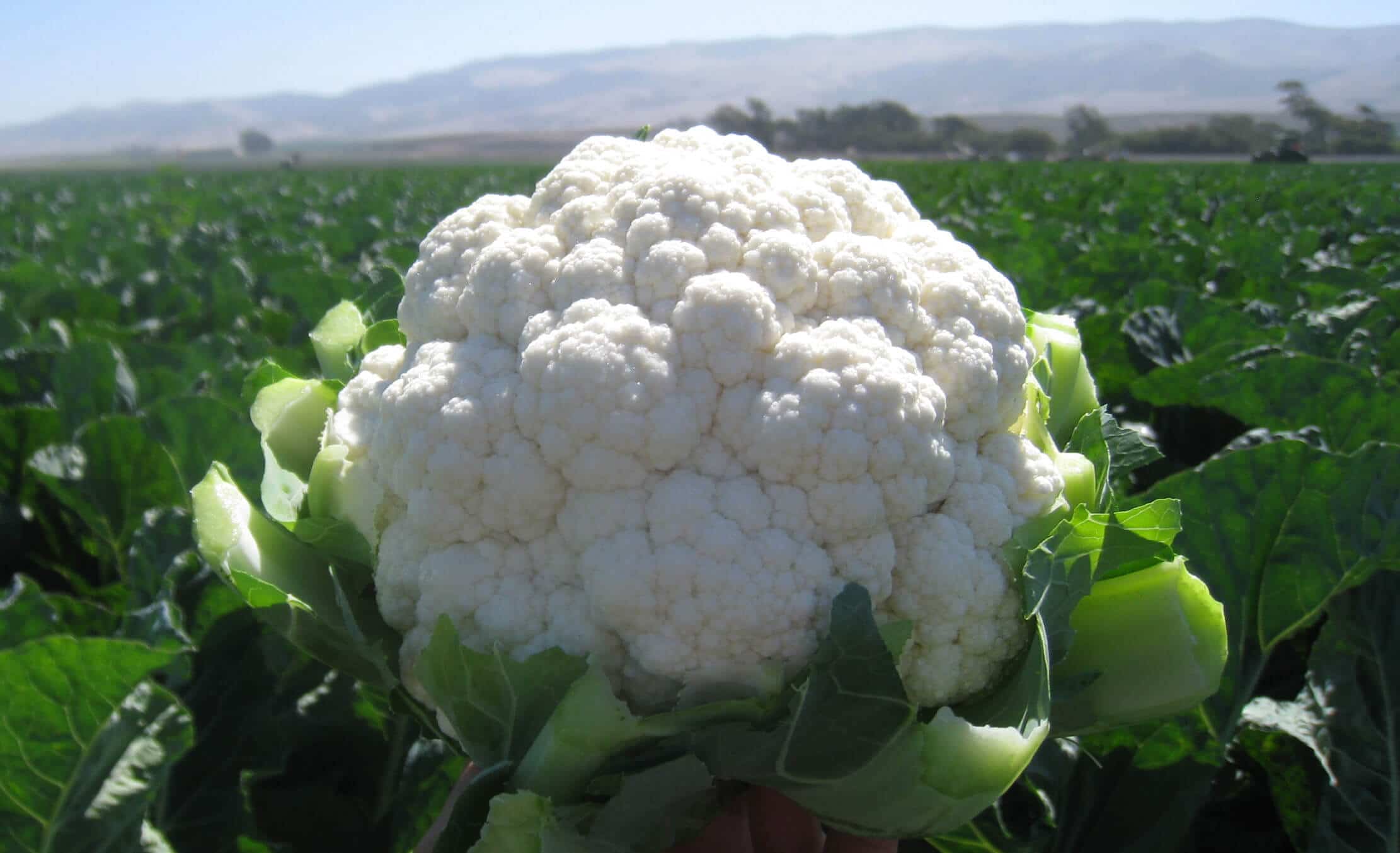 Aquarius Cauliflower (Treated Seed)
