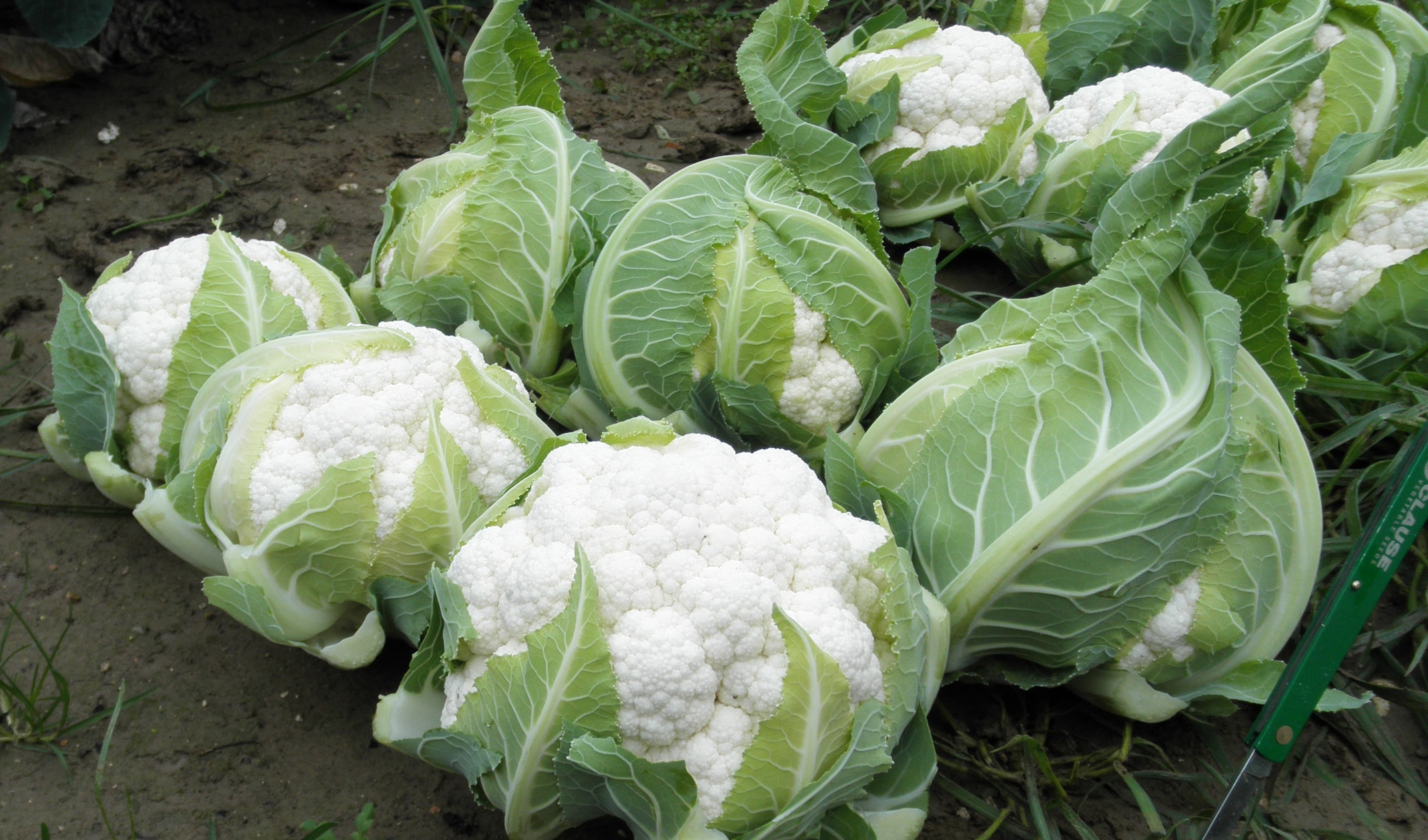Aquarius Cauliflower (Treated Seed) - Image 2