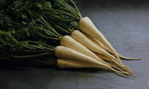 Arat (Root) (Not Treated Seed)
