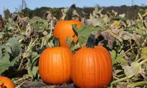 Ares Pumpkin (Farmore)