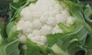 Argos Cauliflower (Treated Seed)