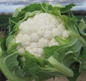 Argos Cauliflower (Treated Seed)