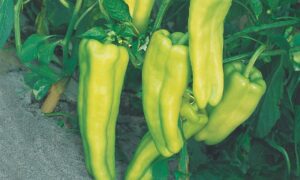 Aruba Sweet Pepper (Not Treated)