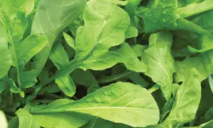 Arugula Astro (Not Treated)