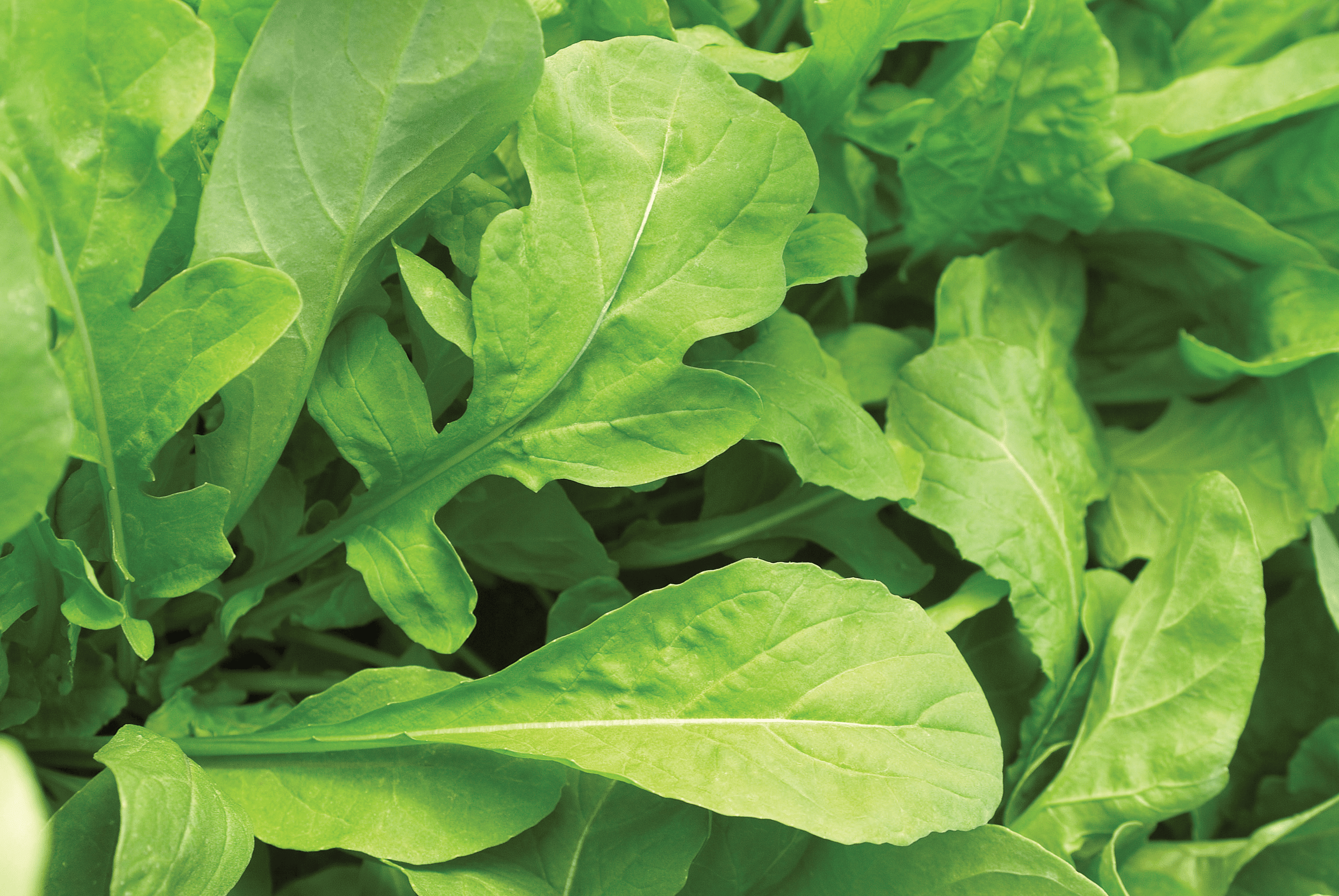 Arugula Astro (Treated Seed)