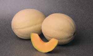 Astound Cantaloupe (Farmore Treated)