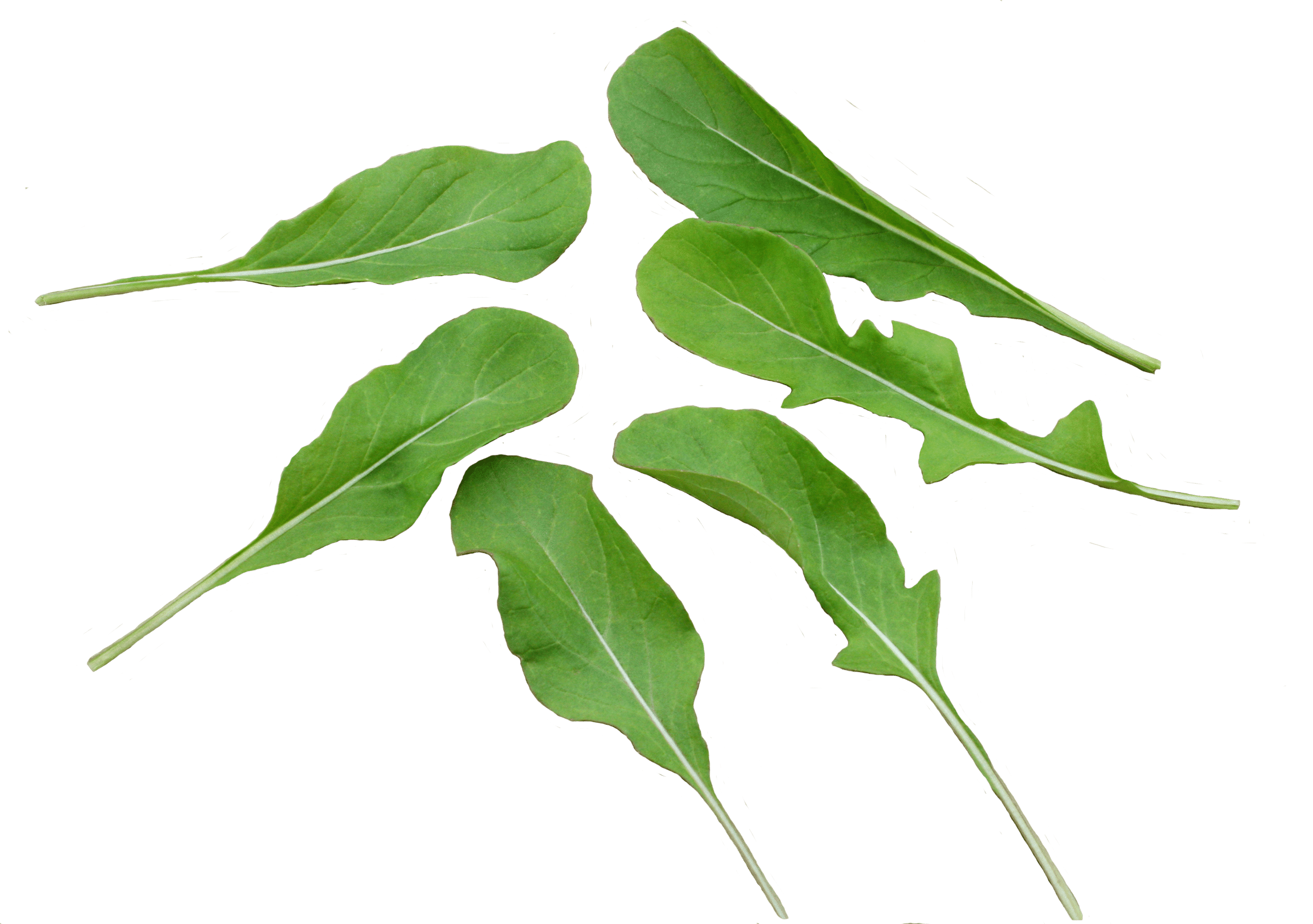 Arugula Astro (Treated Seed) - Image 3