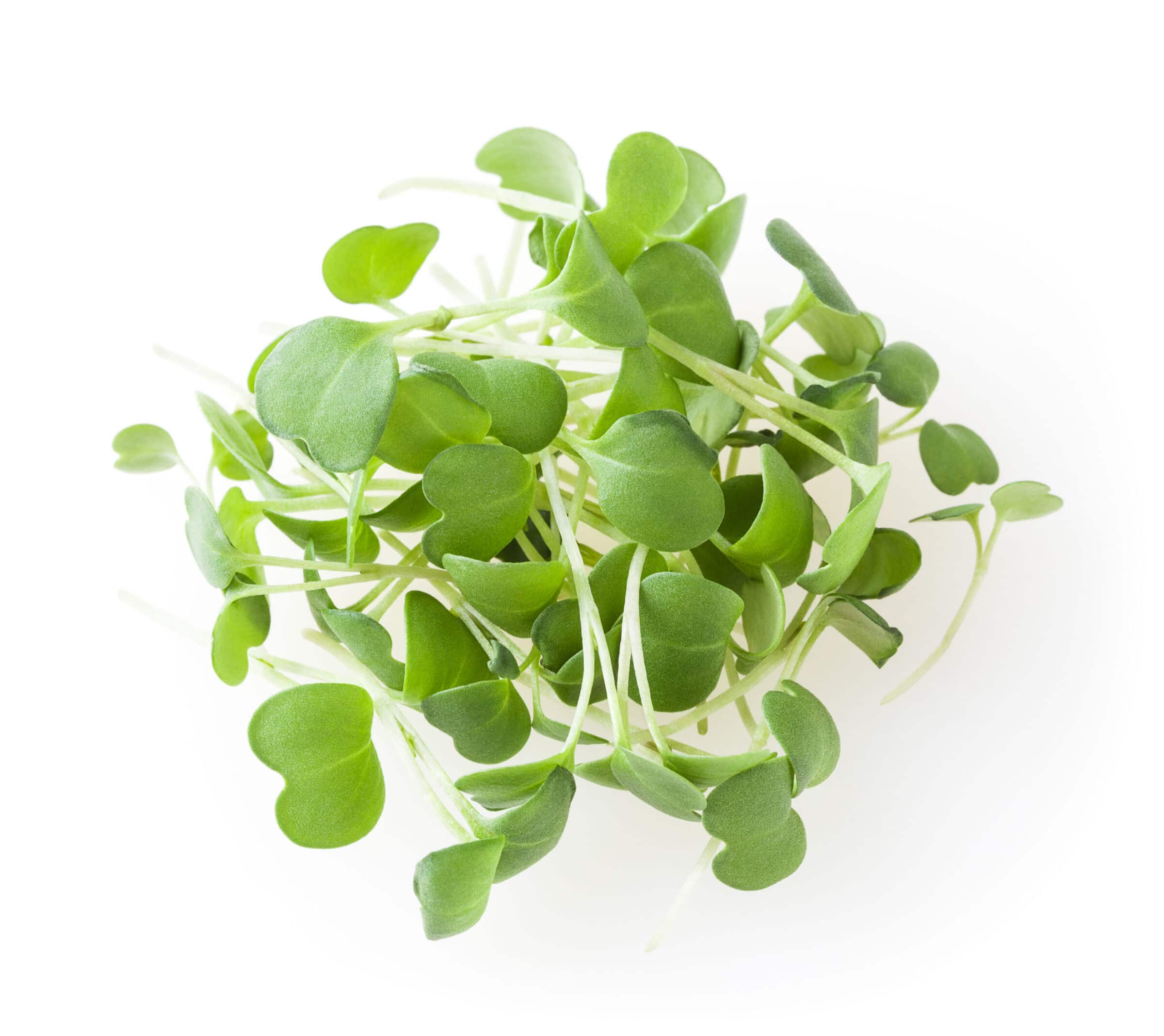 Arugula Astro (Treated Seed) - Image 2