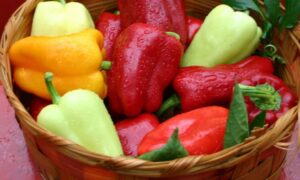 Astry Hungarian Stuffing Pepper (Not Treated)