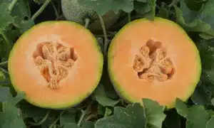 Athena Cantaloupe (Farmore Treated)