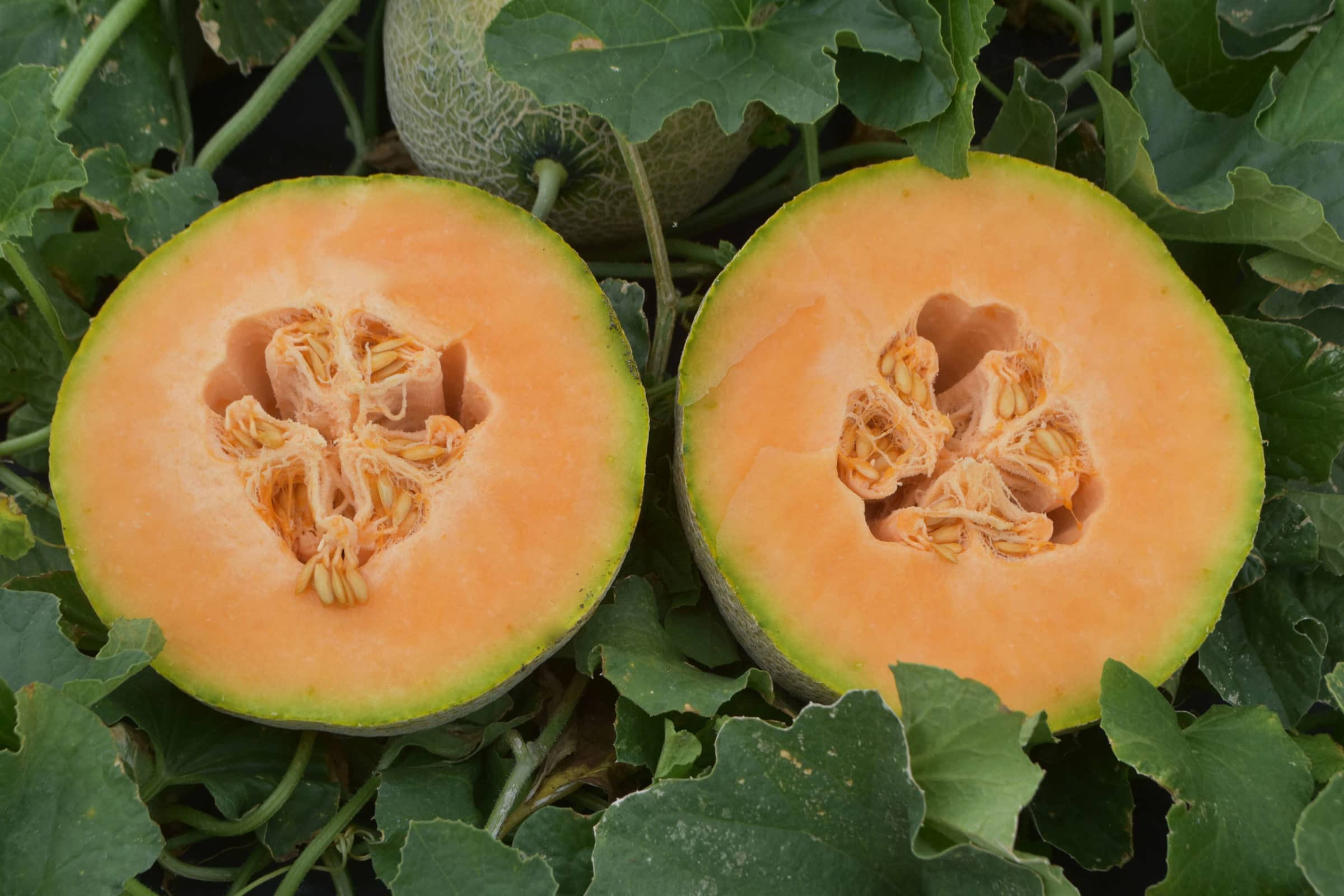 Athena Cantaloupe (Farmore Treated)