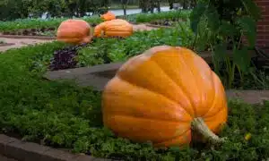 Atlantic Giant Pumpkin (Treated Seed)