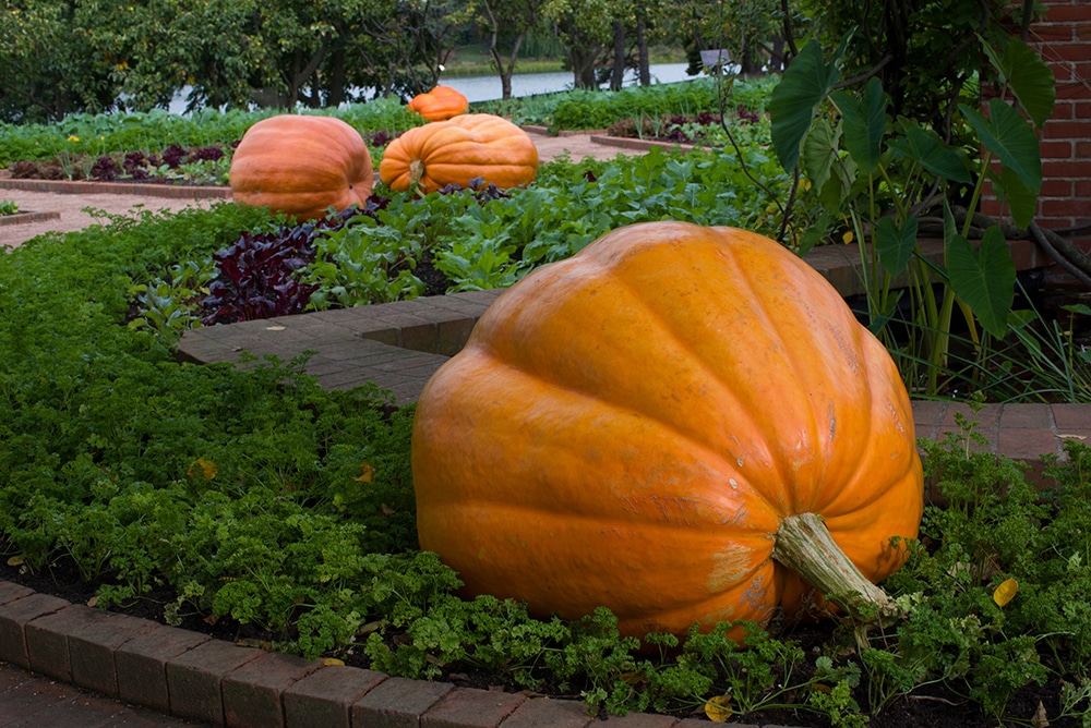Atlantic Giant Pumpkin (Treated Seed)