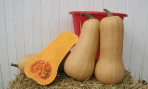 Atlas Squash (Farmore)
