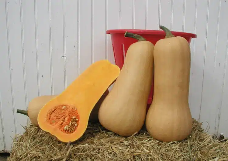 Atlas Squash (Farmore)