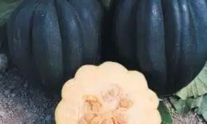 Autumn Delight Squash (Farmore)