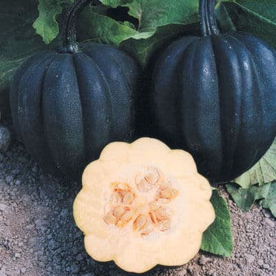 Autumn Delight Squash (Not Treated)