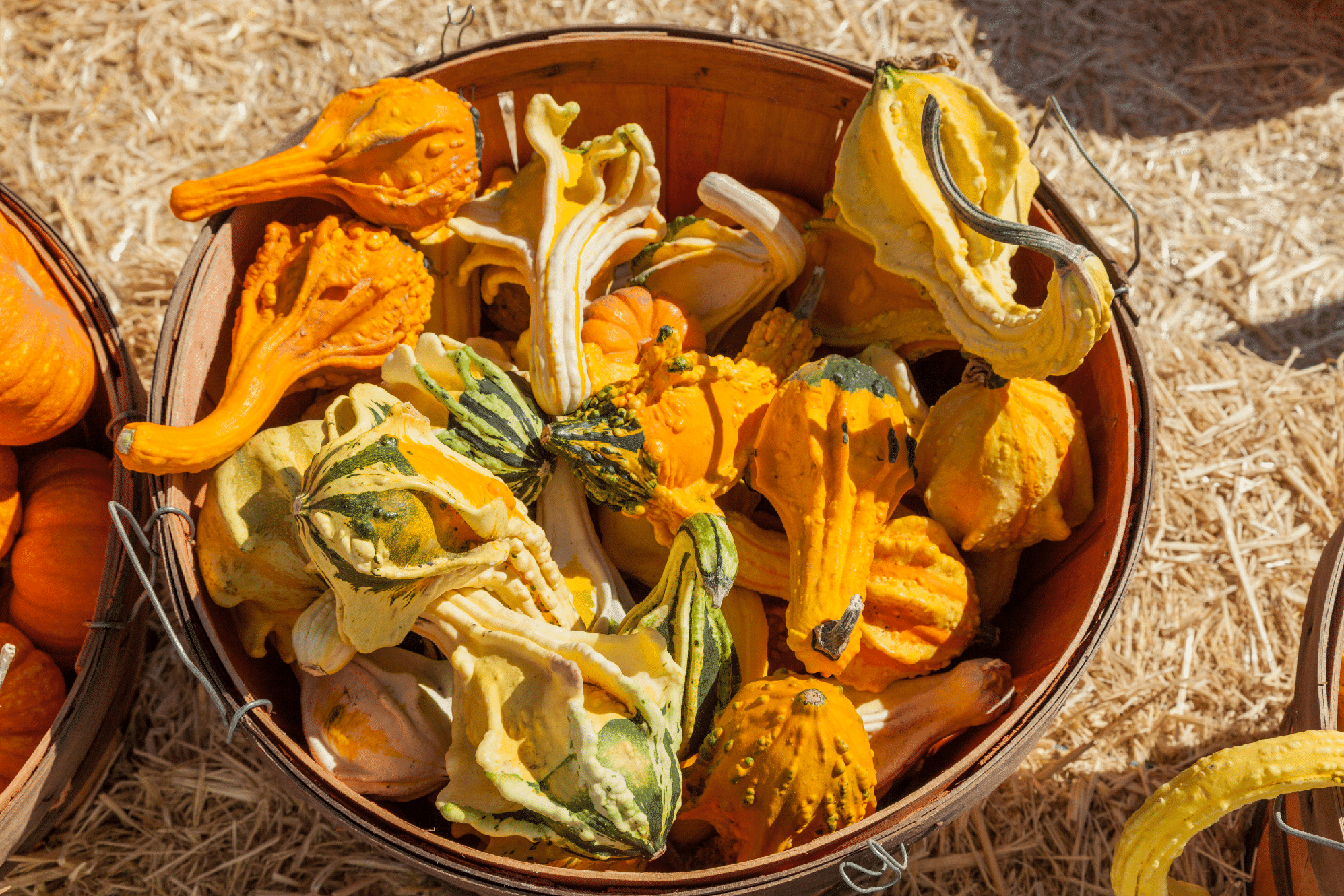 Autumn Wings Medium Gourd (Farmore Treated)