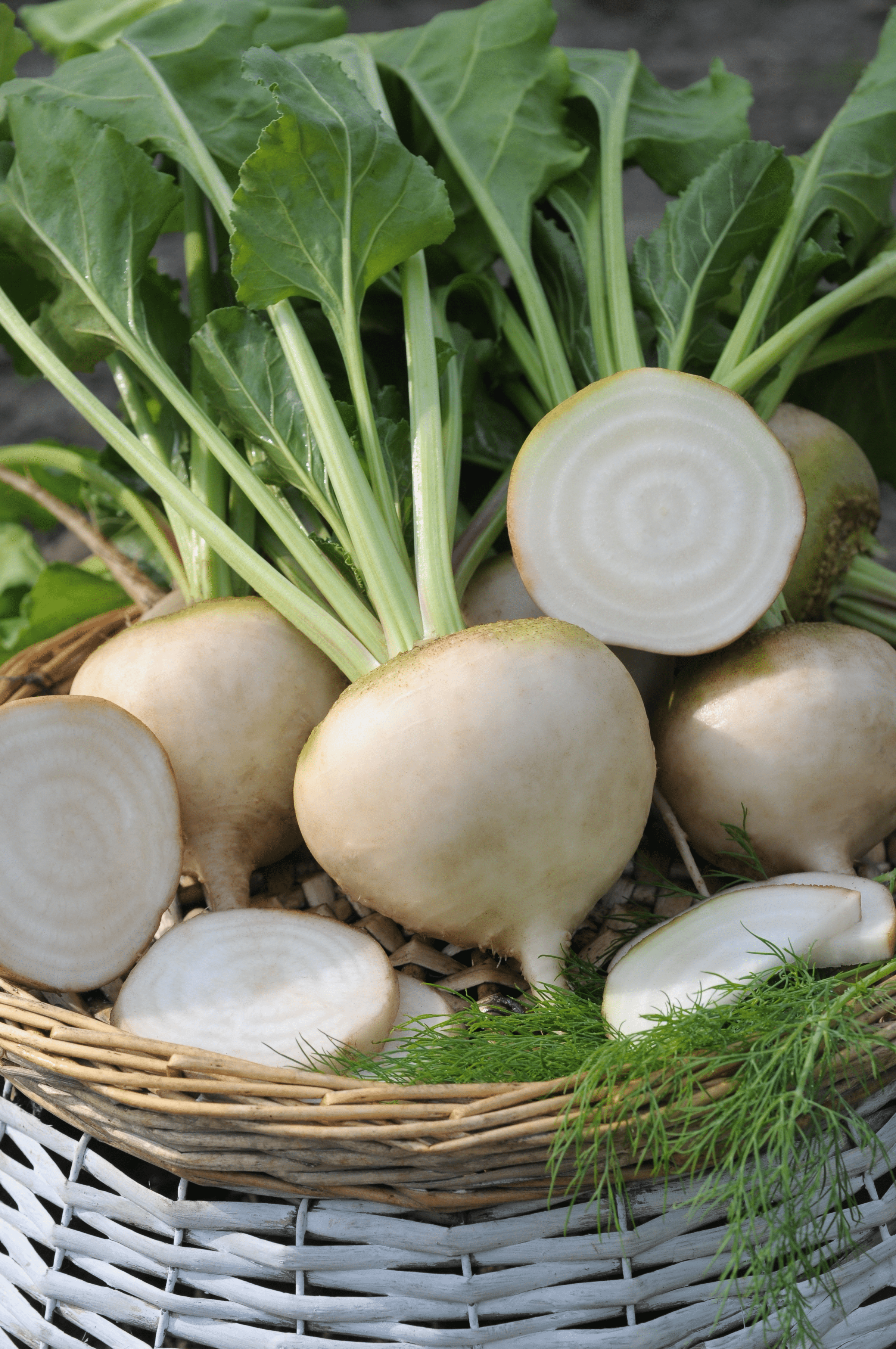 Avalanche Beet (Not Treated) - Image 2