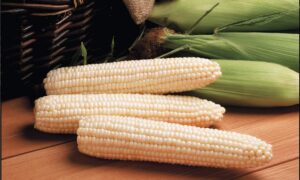 Avalon Sweet Corn (Cruiser Treated)