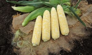 Awesome XR Sweet Corn (Cruiser Treated)