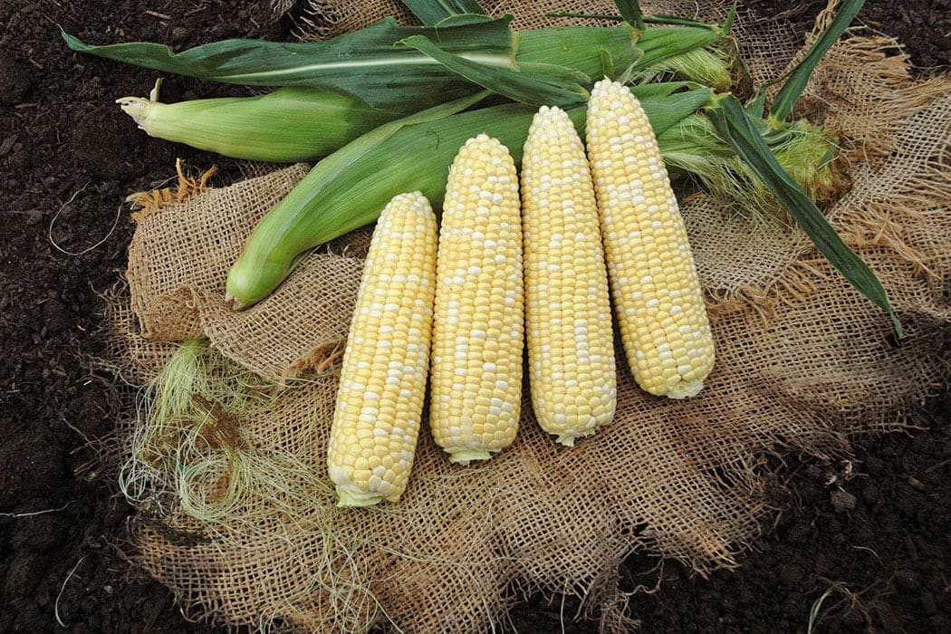 Awesome XR Sweet Corn (Cruiser Treated)