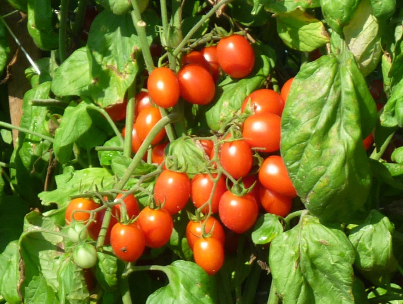 BHN 784 Tomato (Pelleted) (Grape)