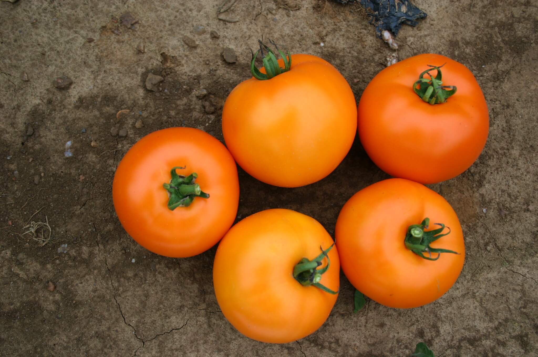BHN 871 Tomato (Treated Seed)