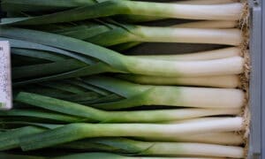 Biker Leek (Primed, Pelleted Not Treated)