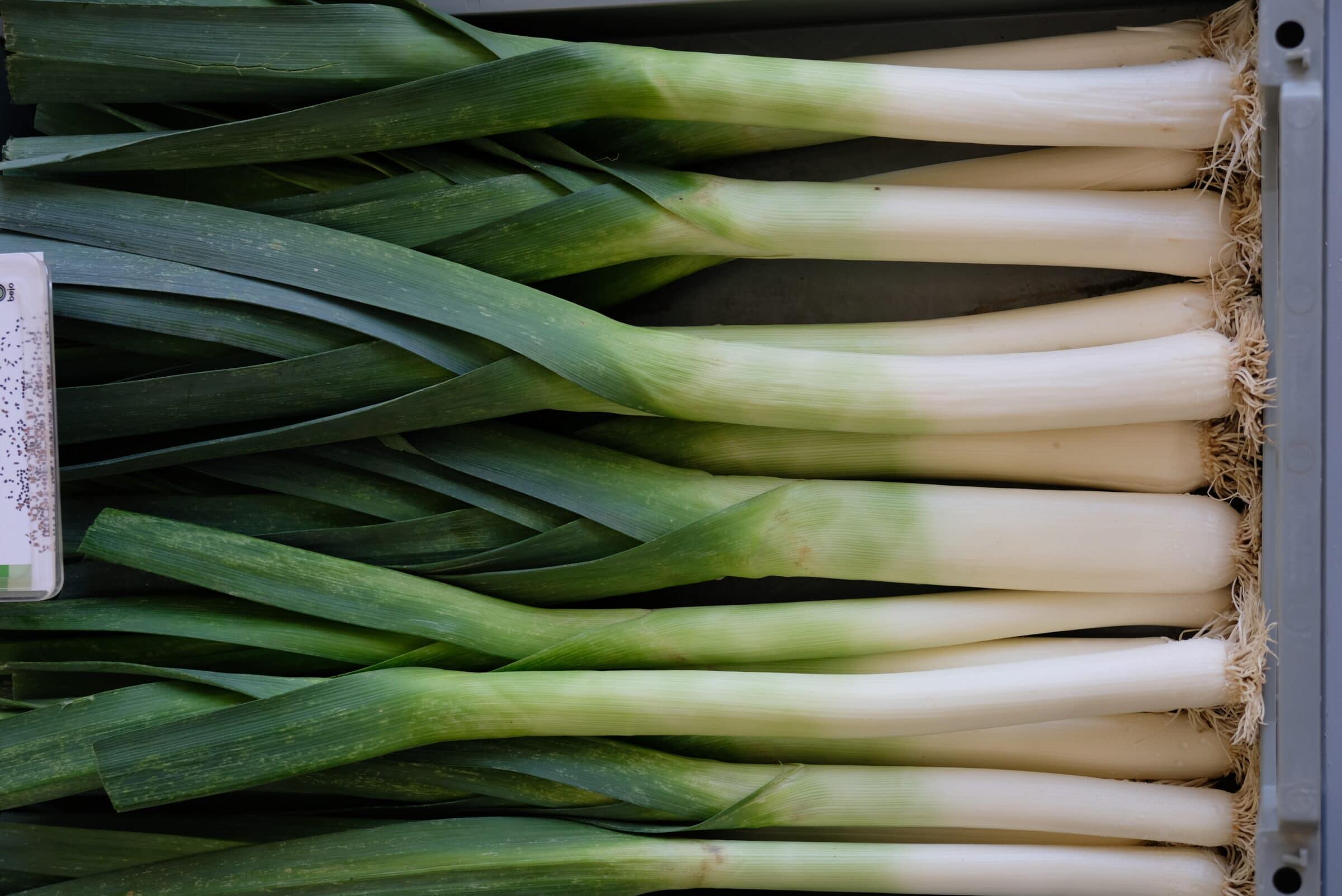 Biker Leek (Primed, Pelleted Seed)