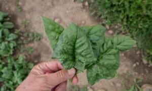 Bloomsdale Spinach (Not Treated)
