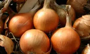 Bradley Onion (Pelleted)