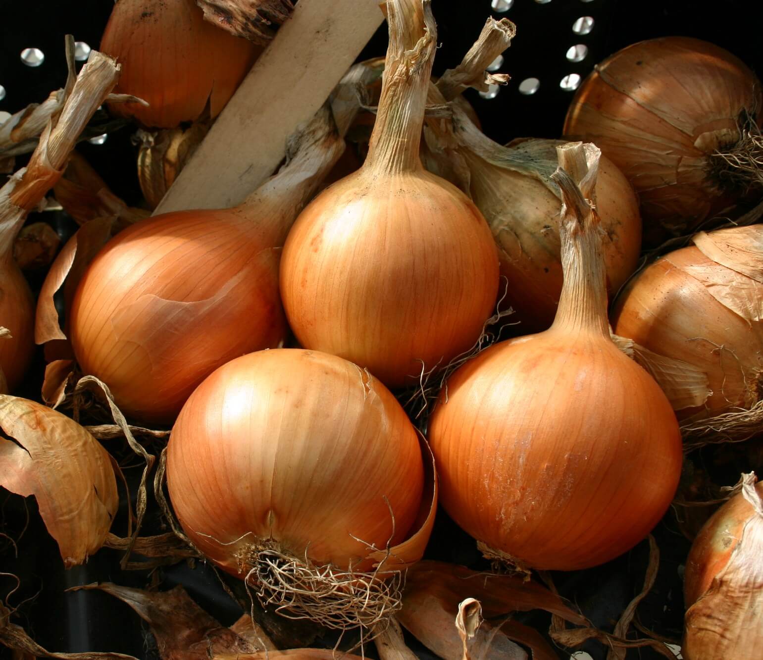 Bradley Onion (Pelleted)