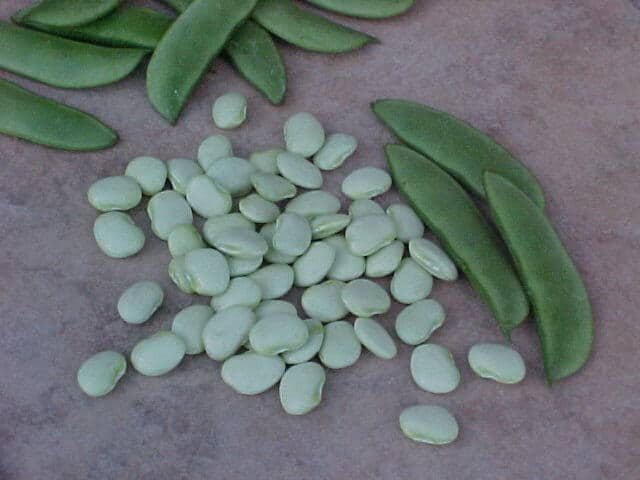 Bridgeton Lima Bean (Treated Seed)