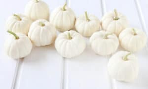 Baby Boo Pumpkin (Not Treated)