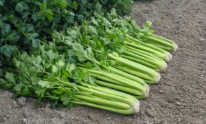 Balada Celery (Pelleted) (Not Treated)