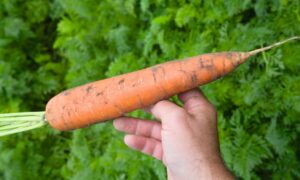 Baltimore Carrot (Treated Seed)